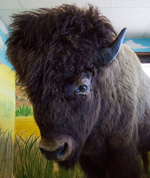 stuffed-american-bison